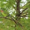 A wild Princess Parrot perches in a tree