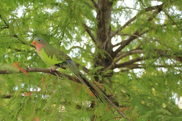 A wild Princess Parrot perches in a tree