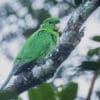 A wild Purple-bellied Parrot perches on a branch