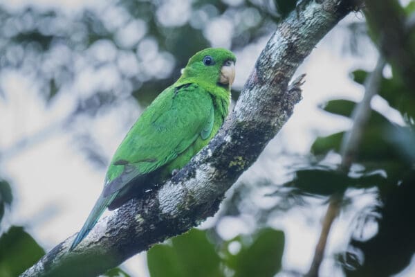 A wild Purple-bellied Parrot perches on a branch