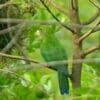 A wild Purple-bellied Parrot perches in a tree