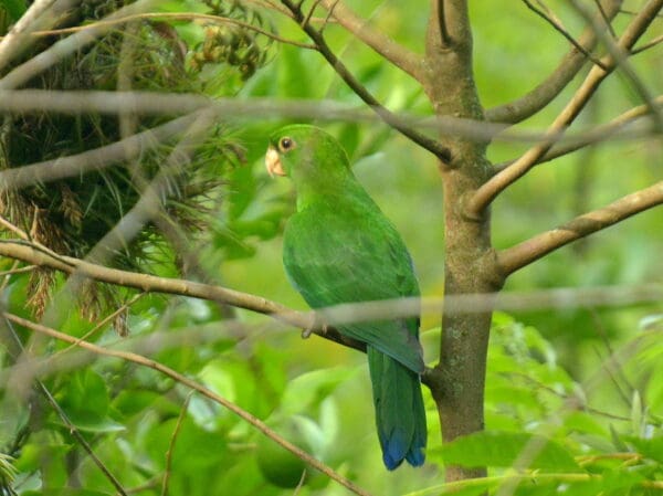 A wild Purple-bellied Parrot perches in a tree