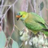 A wild Purple-crowned Lorikeet clings to blossoms on a tree