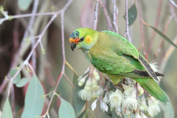 A wild Purple-crowned Lorikeet clings to blossoms on a tree