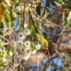 A wild Purple-crowned Lorikeet forages amongst blossoms