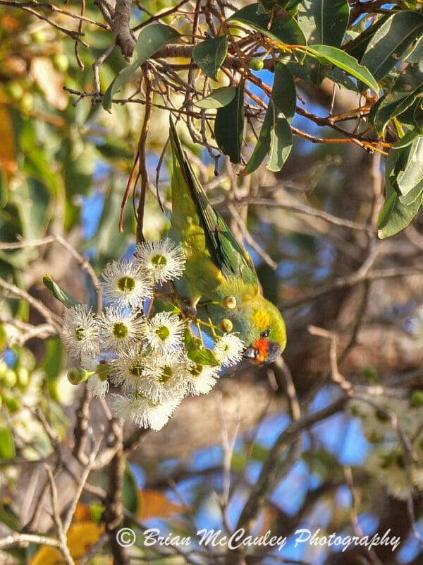 A wild Purple-crowned Lorikeet forages amongst blossoms