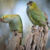 Wild Purple-crowned Lorikeets perch on a snag