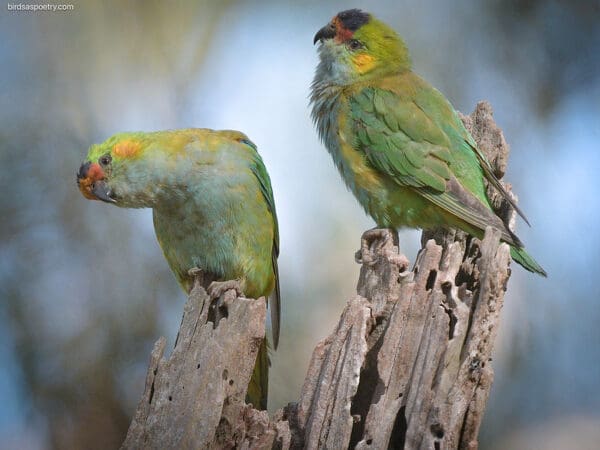 Wild Purple-crowned Lorikeets perch on a snag
