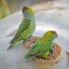 A pair of wild Purple-crowned Lorikeets inspect a nest cavity
