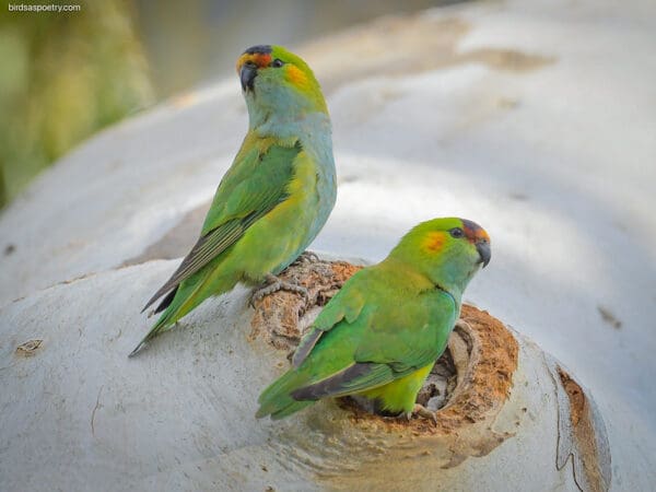 A pair of wild Purple-crowned Lorikeets inspect a nest cavity