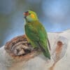 A wild Purple-crowned Lorikeet clings to a tree trunk