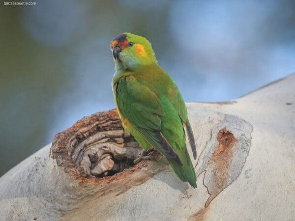 A wild Purple-crowned Lorikeet clings to a tree trunk