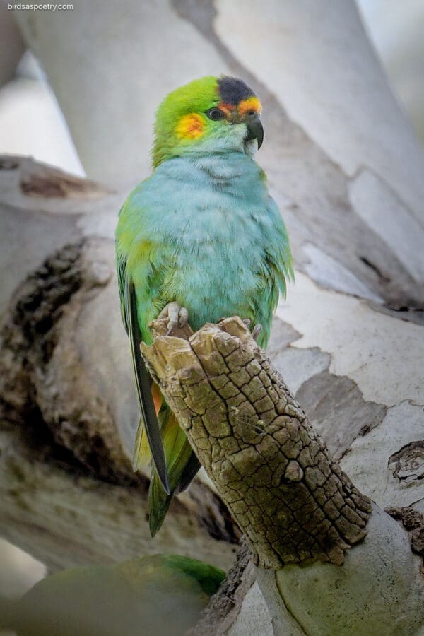 A wild Purple-crowned Lorikeet clings to a tree trunk