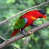 Purple-naped Lory perches on a branch at Jurong Bird Park