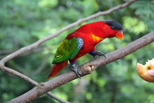 Purple-naped Lory perches on a branch at Jurong Bird Park