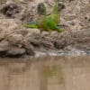 © Corey Raffel Wild Peach-fronted Conures take soils