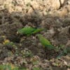 © Corey Raffel Wild Peach-fronted Conures taking soils