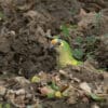 © Corey Raffel A Peach-fronted Conure takes soils
