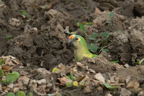 A Peach-fronted Conure takes soils