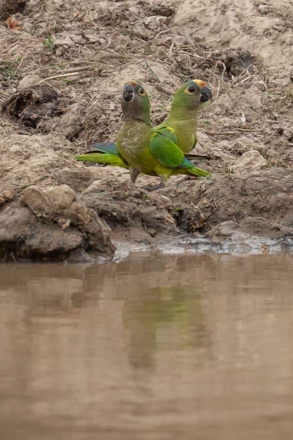 Wild Peach-fronted Conures take soils