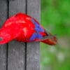 A curious Red Lory peers at the camera