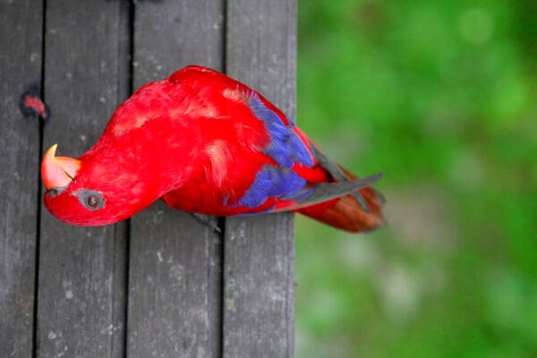 A curious Red Lory peers at the camera