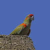 A wild Red-fronted Macaw perches on a cliff