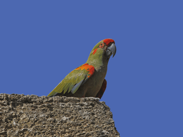 A wild Red-fronted Macaw perches on a cliff