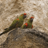 Wild Red-fronted Macaws perch on a cliff