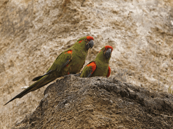 Wild Red-fronted Macaws perch on a cliff