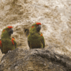 Wild Red-fronted Macaws perch on a cliff