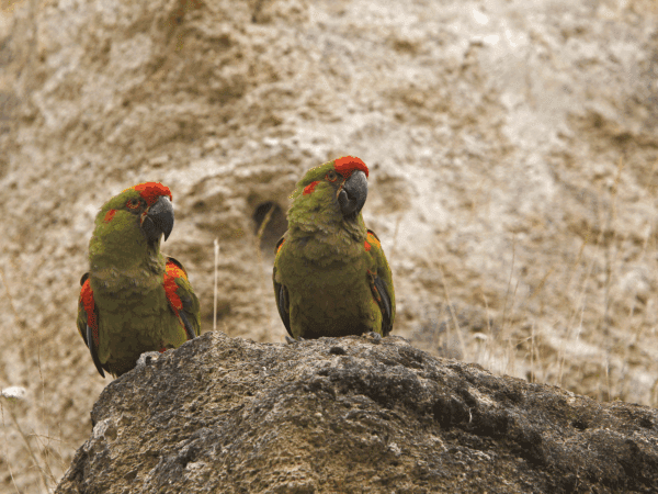 Wild Red-fronted Macaws perch on a cliff