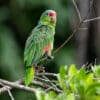 A wild Red-lored Amazon perches on a twig