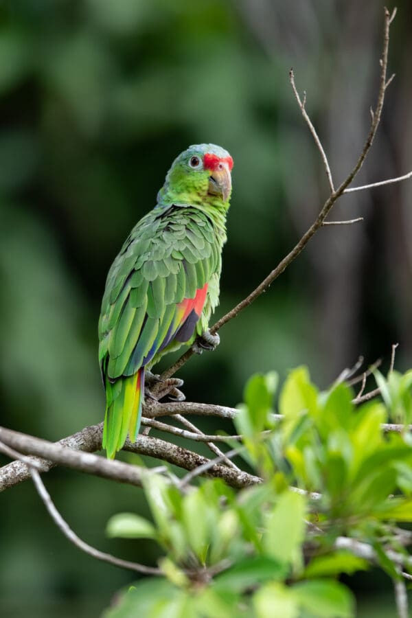 A wild Red-lored Amazon perches on a twig