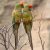 Wild Red-fronted Macaws perch in a tree