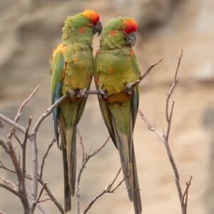 Wild Red-fronted Macaws perch in a tree