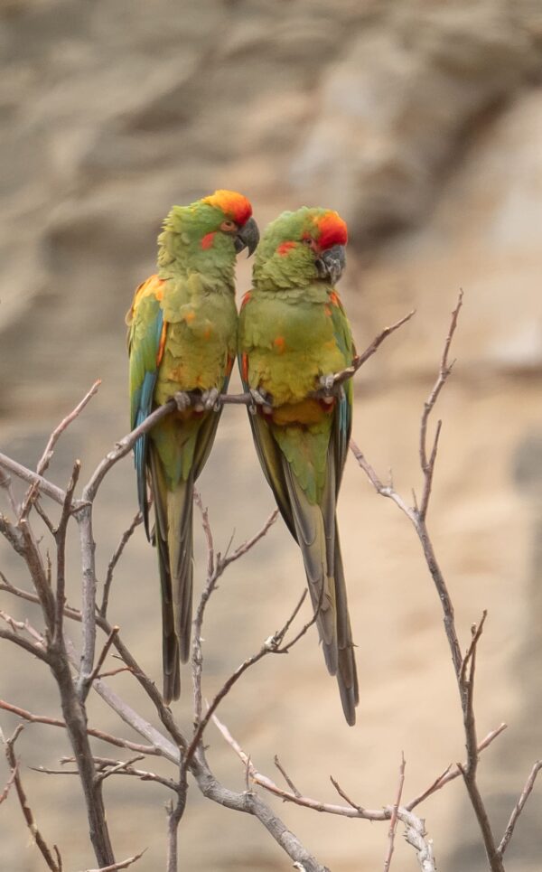 Wild Red-fronted Macaws perch in a tree