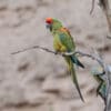 A wild Red-fronted Macaw perches on a branch