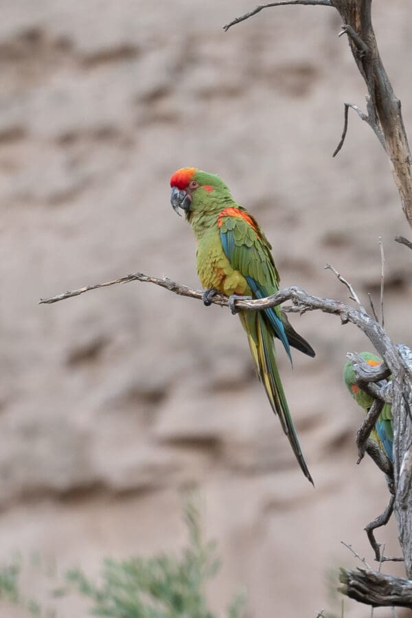 A wild Red-fronted Macaw perches on a branch