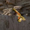 A wild Red-fronted Macaw in flight