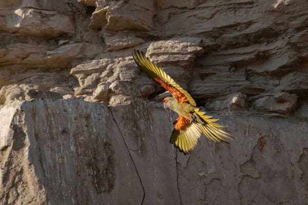 A wild Red-fronted Macaw in flight