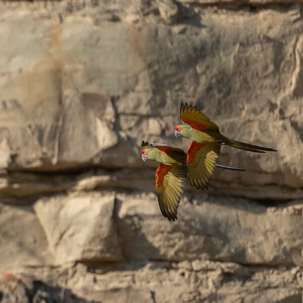 Wild Red-fronted Macaws in flight