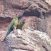 Wild Red-fronted Macaws perch on a cliff