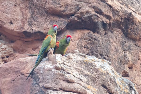 Wild Red-fronted Macaws perch on a cliff