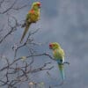 Wild Red-fronted Macaws perch in a tree