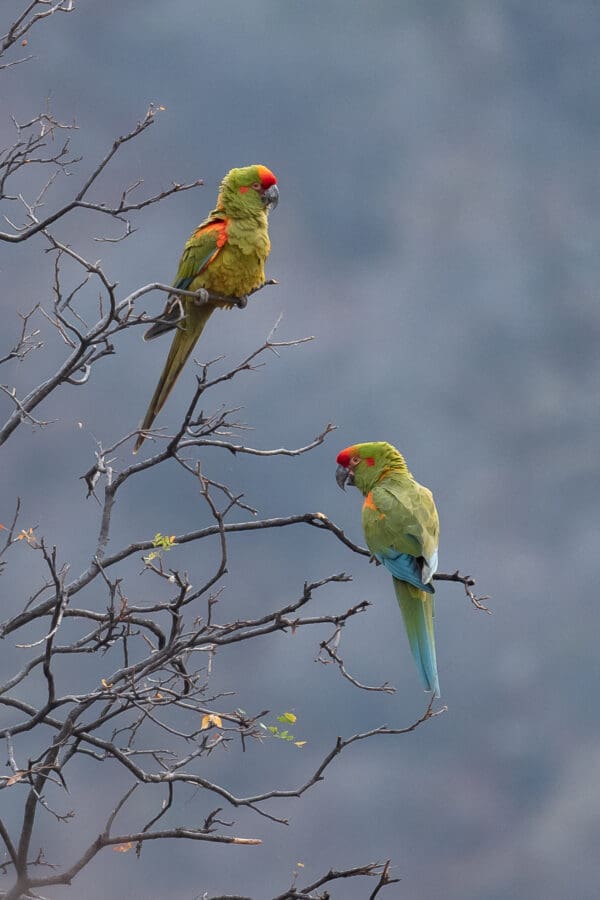 Wild Red-fronted Macaws perch in a tree