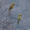 Wild Red-fronted Macaws perch in a tree