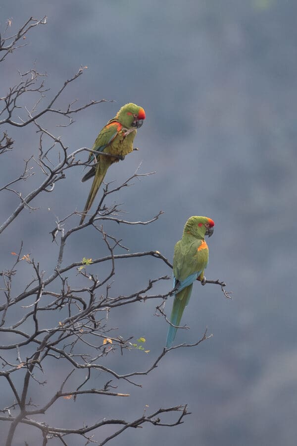 Wild Red-fronted Macaws perch in a tree