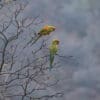 Wild Red-fronted Macaws perch in a tree