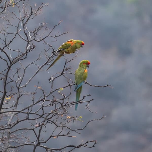 Wild Red-fronted Macaws perch in a tree